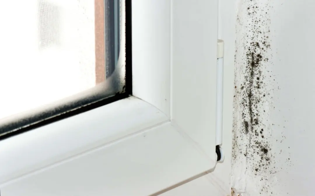 Keep Your Home Healthy: How to Prevent Mold Growth