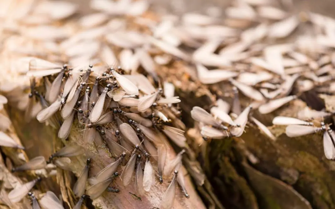 Silent Destroyers: How to Recognize the Signs of Termites Before It’s Too Late